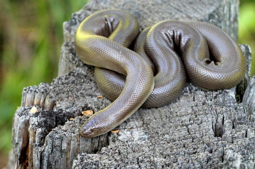 Rubber boa not impacted by the installtion of SPR™EX